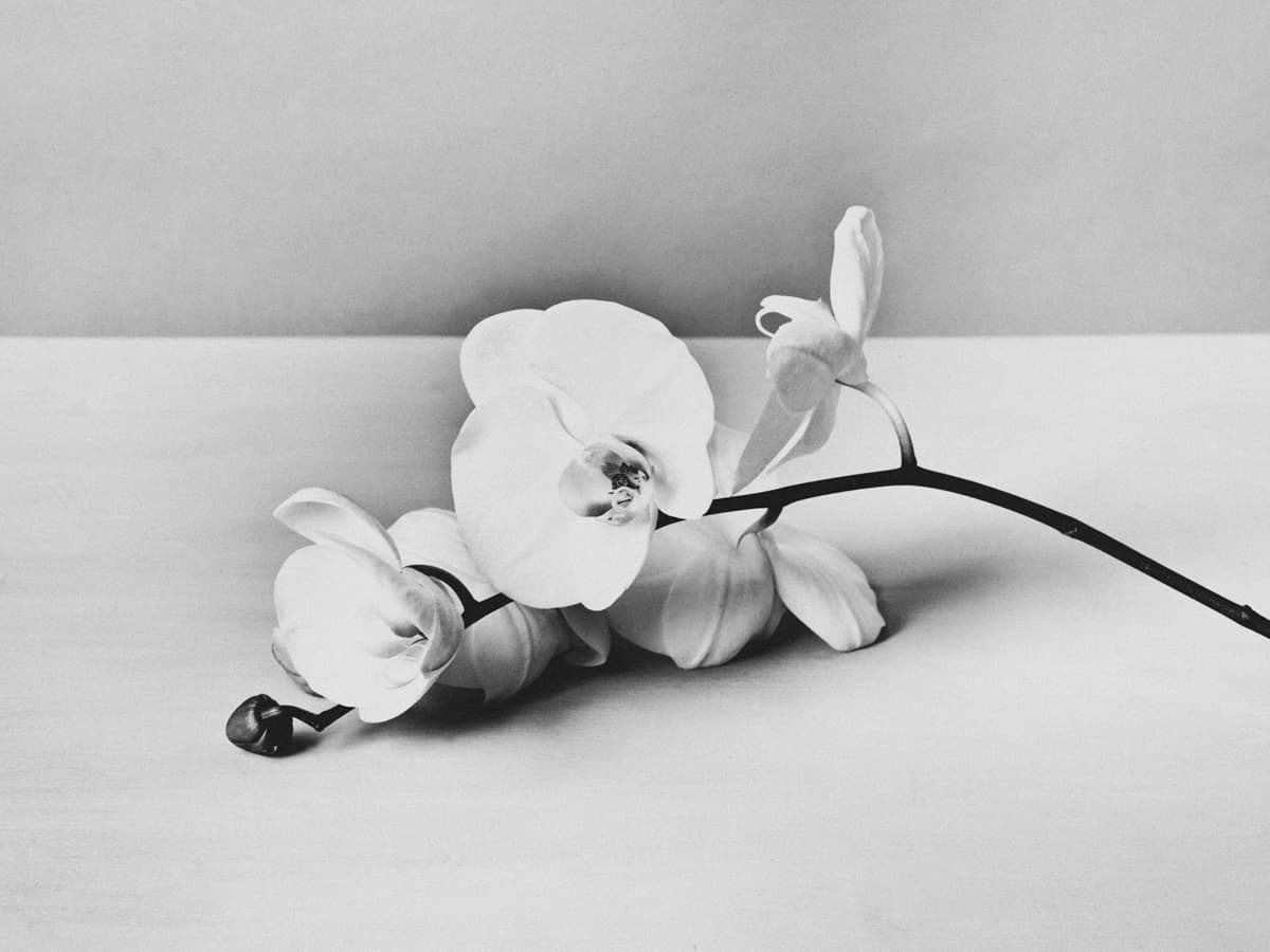 Flower by Bastiaan Woudt, 2015 — Archival Pigment Print